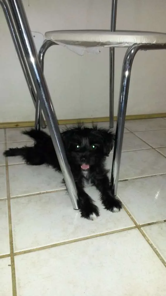 Cachorro raça MESTIÇA  idade 2 a 6 meses nome BELINHA
