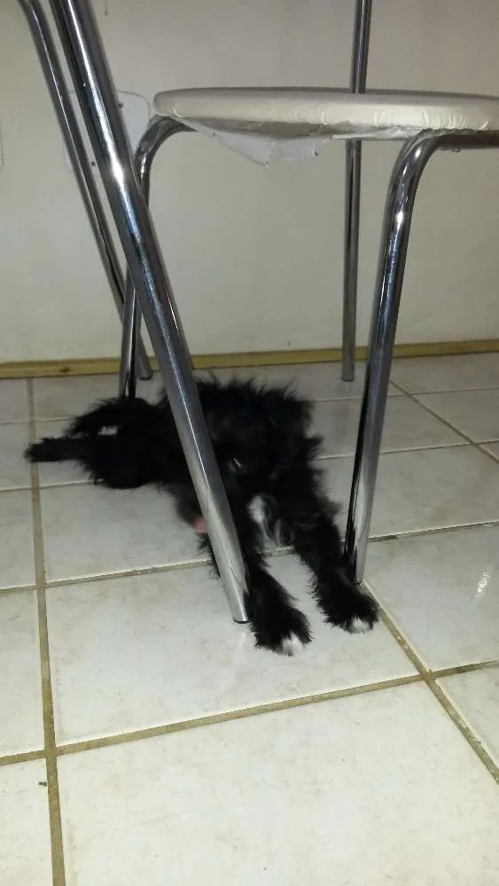 Cachorro raça MESTIÇA  idade 2 a 6 meses nome BELINHA