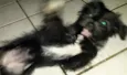 BELINHA