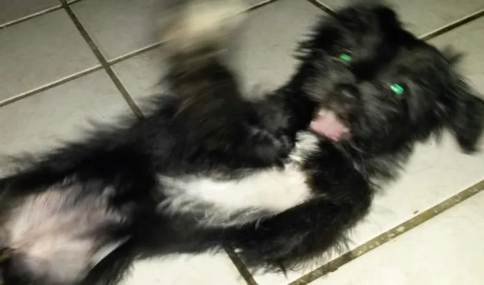 Cachorro raça MESTIÇA  idade 2 a 6 meses nome BELINHA