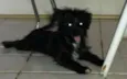 BELINHA