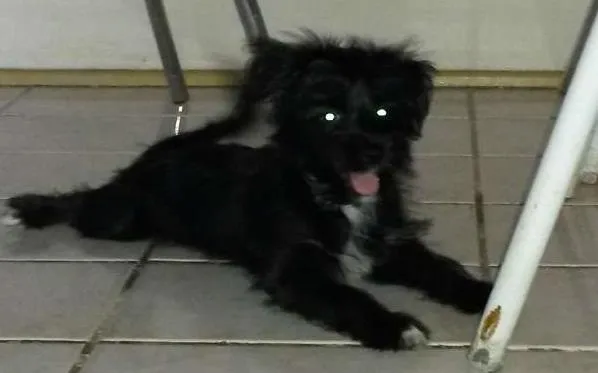 Cachorro raça MESTIÇA  idade 2 a 6 meses nome BELINHA