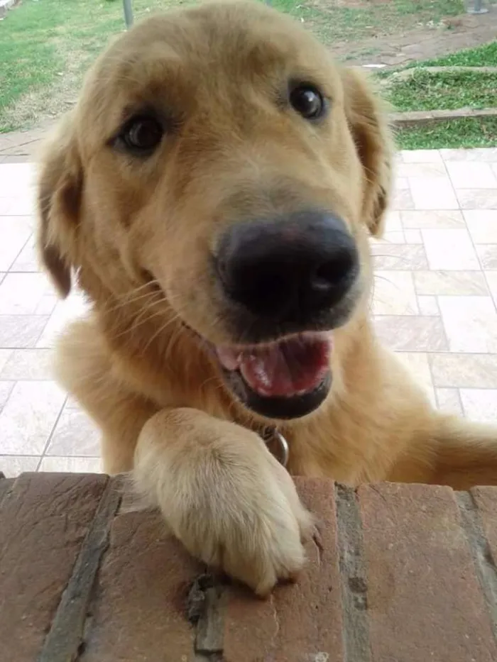 Cachorro ra a Golden retriever idade 3 anos nome Bud