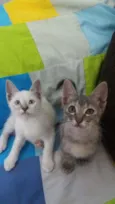 Duas fêmea filhote a