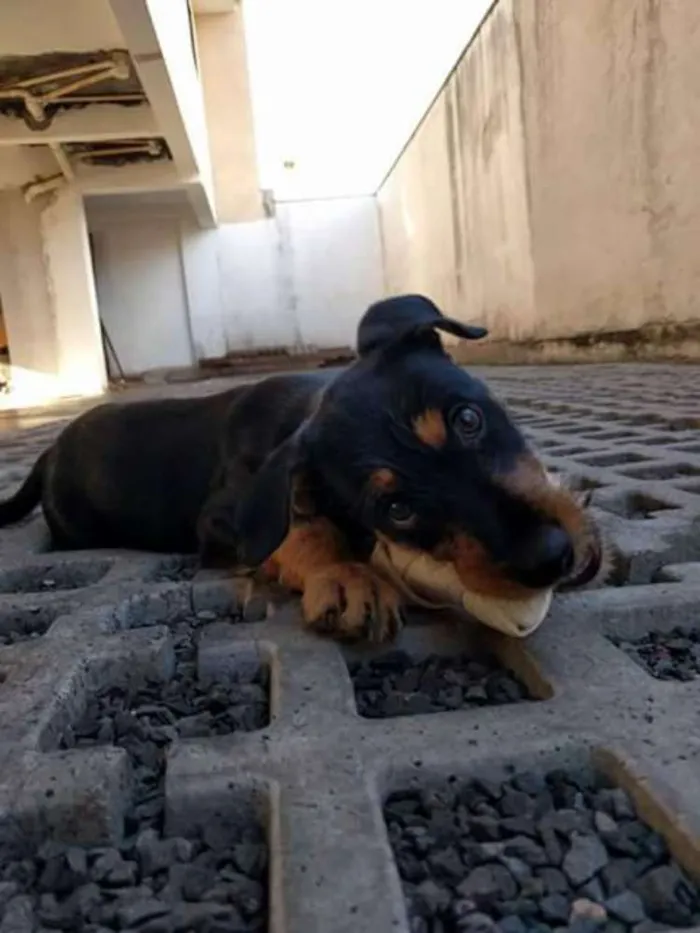 Cachorro ra a Viralata idade 2 a 6 meses nome Boby