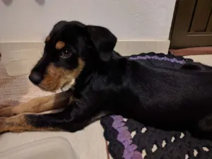 Cachorro raça Viralata idade 2 a 6 meses nome Boby