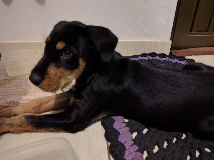 Cachorro ra a Viralata idade 2 a 6 meses nome Boby