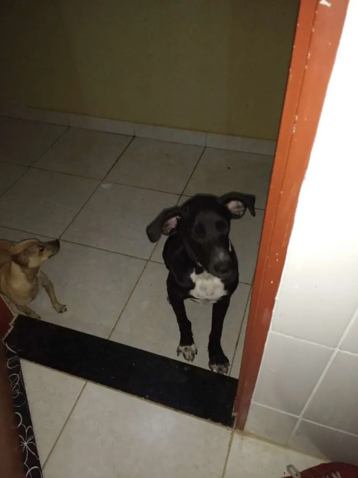 Cachorro ra a Mestiça de fila brasileiro idade 2 a 6 meses nome Kira