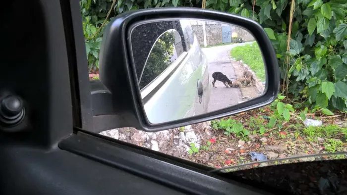 Cachorro ra a nao sei idade Abaixo de 2 meses nome nao sei