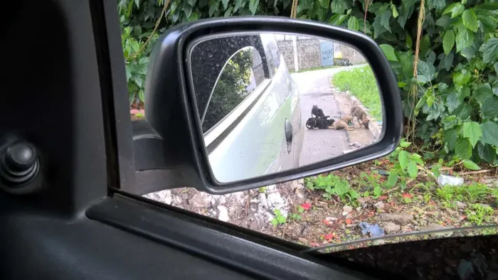 Cachorro ra a nao sei idade Abaixo de 2 meses nome nao sei