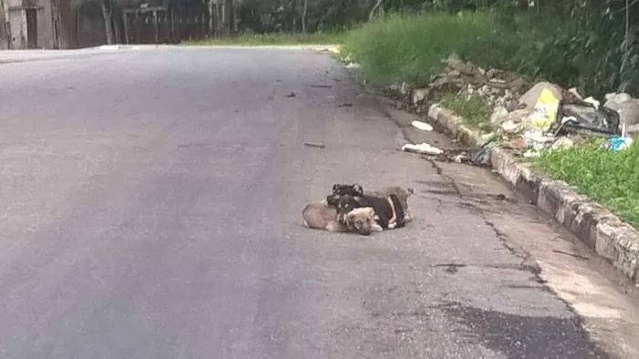 Cachorro ra a nao sei idade Abaixo de 2 meses nome nao sei