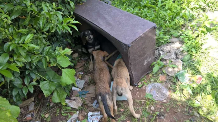 Cachorro ra a nao sei idade Abaixo de 2 meses nome nao sei