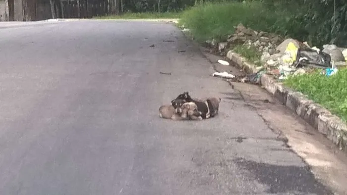 Cachorro ra a nao sei idade Abaixo de 2 meses nome nao sei