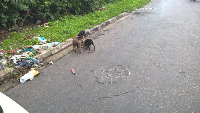 Cachorro ra a nao sei idade Abaixo de 2 meses nome nao sei