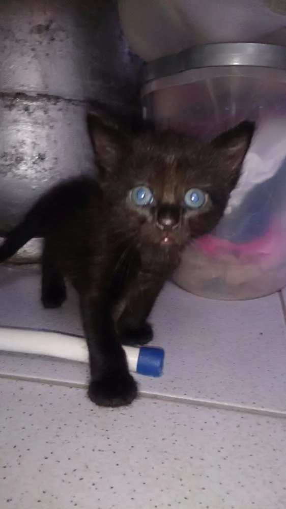 Gato ra a Viralata idade Abaixo de 2 meses nome Ainda não tem