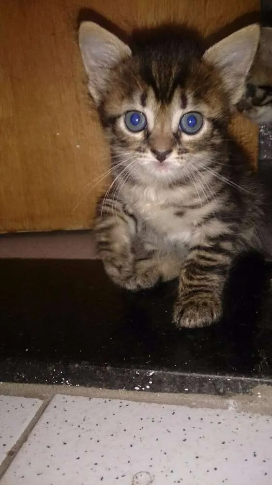Gato ra a Viralata idade Abaixo de 2 meses nome Ainda não tem