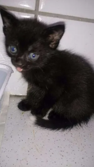 Gato raça Viralata idade Abaixo de 2 meses nome Ainda não tem
