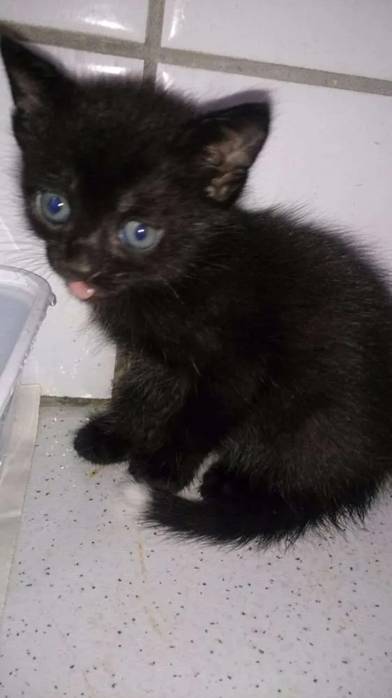 Gato ra a Viralata idade Abaixo de 2 meses nome Ainda não tem