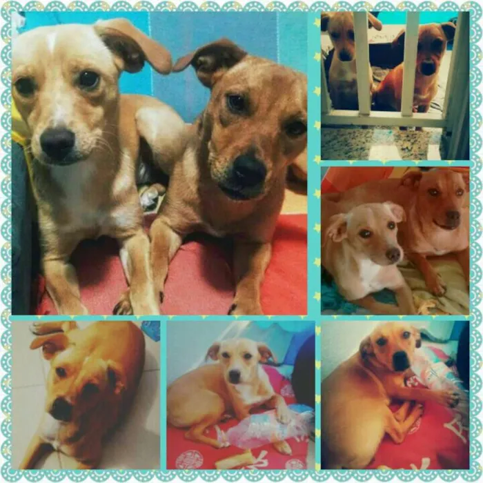 Cachorro ra a Vira latinhas idade 1 ano nome Perla e Anitta