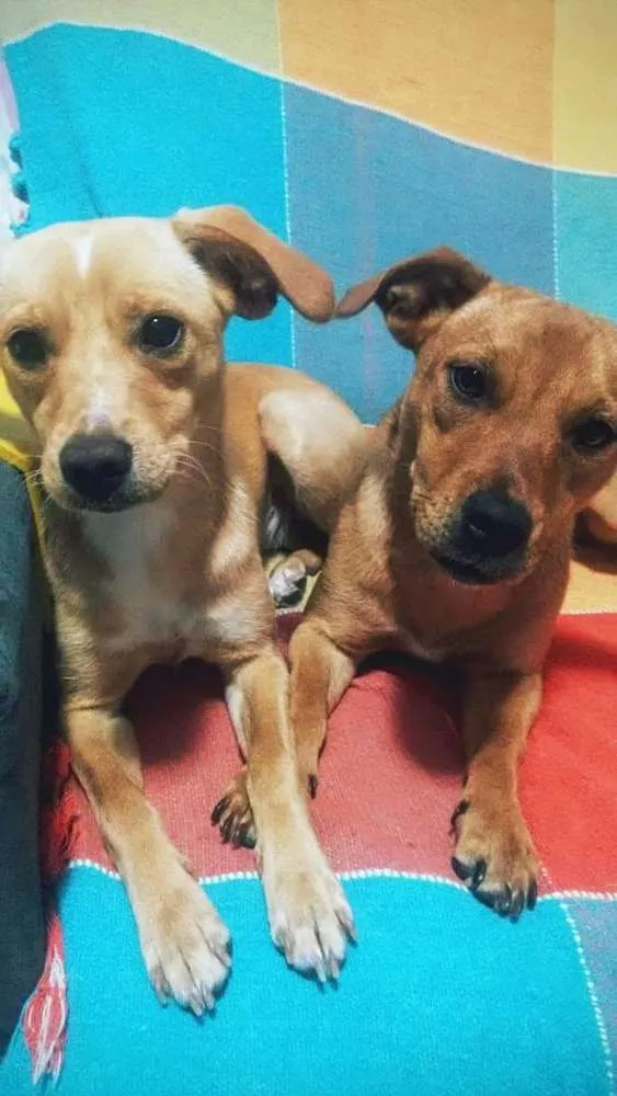 Cachorro ra a Vira latinhas idade 1 ano nome Perla e Anitta