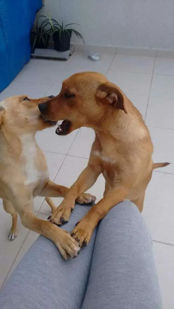 Cachorro ra a Vira latinhas idade 1 ano nome Perla e Anitta