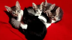 Gato raça Única  idade Abaixo de 2 meses nome Gato