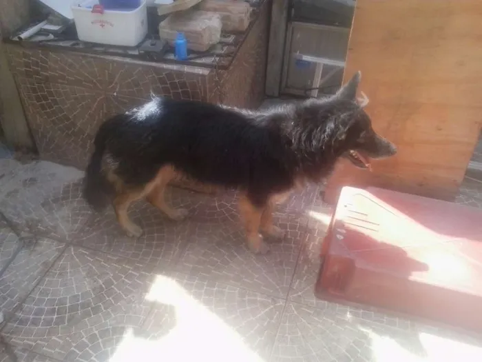 Cachorro ra a mestiço idade 3 anos nome Astor