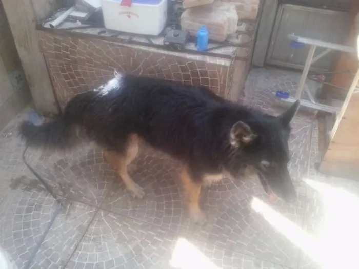 Cachorro ra a mestiço idade 3 anos nome Astor