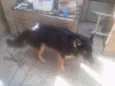 Astor