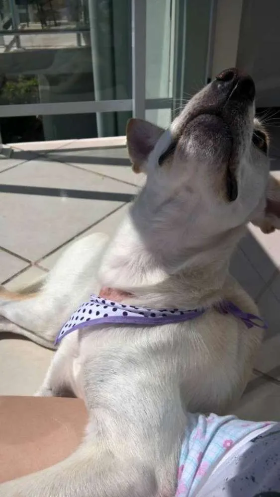 Cachorro ra a SRD idade 7 a 11 meses nome Madá