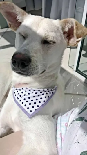 Cachorro raça SRD idade 7 a 11 meses nome Madá