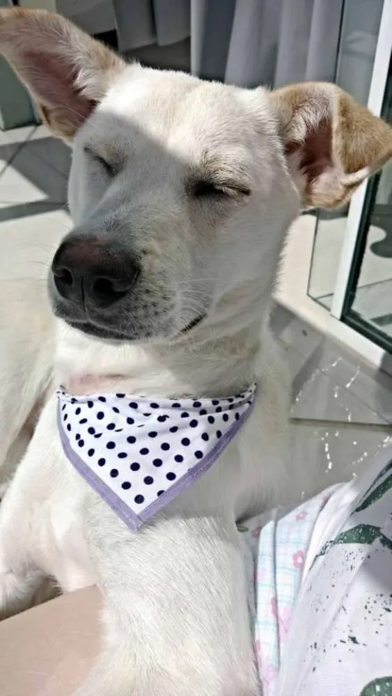 Cachorro ra a SRD idade 7 a 11 meses nome Madá