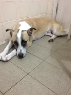 Cachorro raça Labrador e Dog Brasileiro idade 7 a 11 meses nome Paçoca