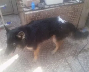 Cachorro raça mestiço idade 3 anos nome Astor