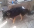 Astor