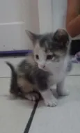 Marie, Pierre e Miau