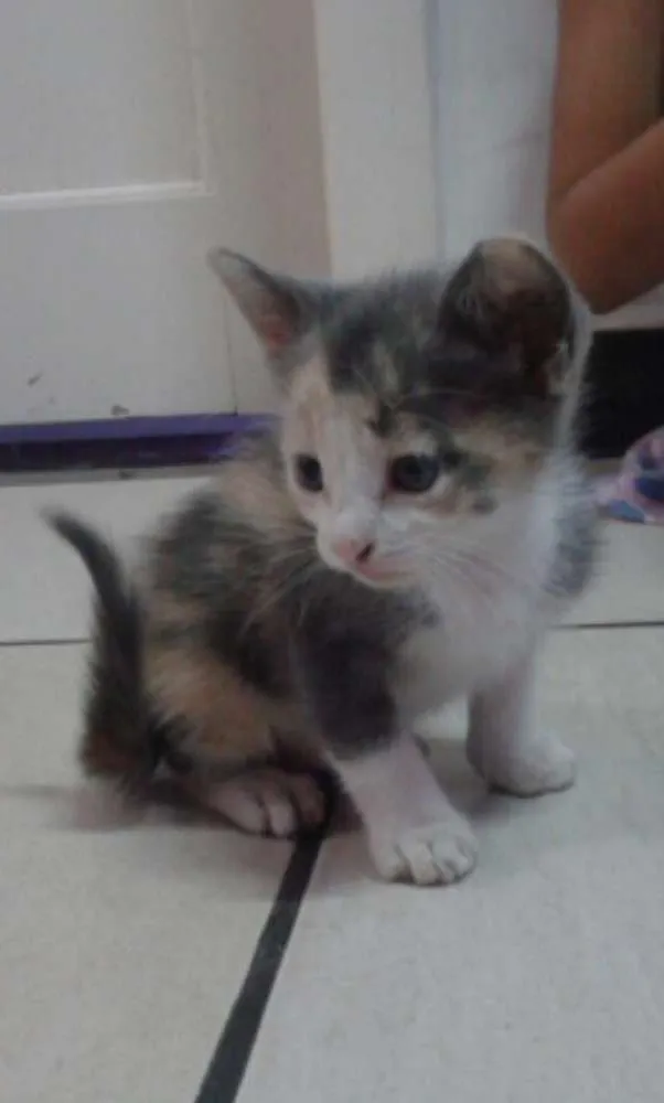 Gato raça SRD idade Abaixo de 2 meses nome Marie, Pierre e Miau