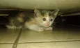 Marie, Pierre e Miau