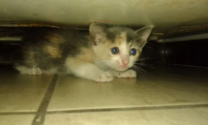 Gato raça SRD idade Abaixo de 2 meses nome Marie, Pierre e Miau