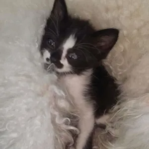 Gato raça Não sei  idade Abaixo de 2 meses nome Diou