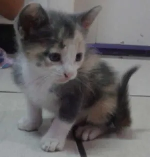 Gato raça SRD idade Abaixo de 2 meses nome Marie, Pierre e Miau
