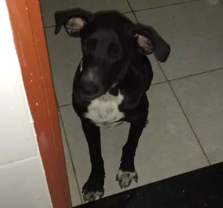 Cachorro ra a Mestiça de fila brasileiro idade 2 a 6 meses nome Kira