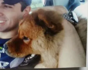 Cachorro raça Chow Chow puro idade 3 anos nome Ayron