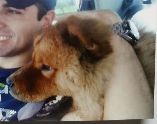 Cachorro ra a Chow Chow puro idade 3 anos nome Ayron