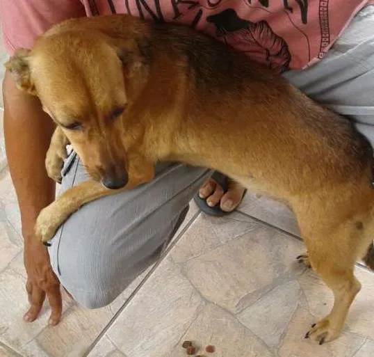 Cachorro ra a Indefinida idade 1 ano nome Malu