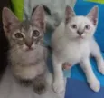 Duas fêmea filhote a