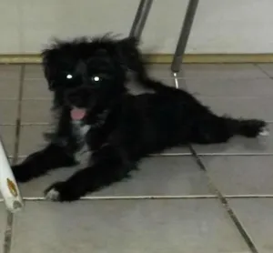 Cachorro raça MESTIÇA  idade 2 a 6 meses nome BELINHA