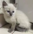 Sam