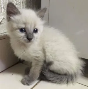 Gato raça SRD idade Abaixo de 2 meses nome Sam