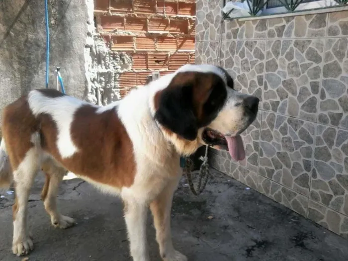 Cachorro raça sao bernado idade 4 anos nome doki